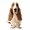 Hush Puppies