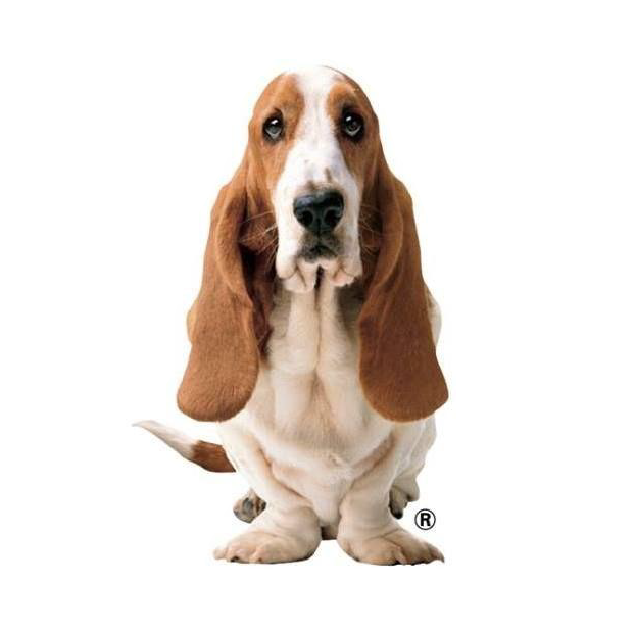 Hush Puppies